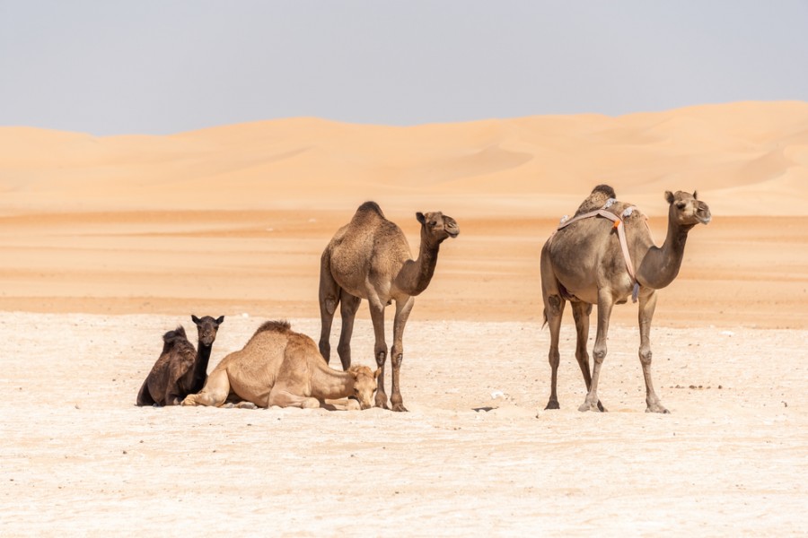 Découverte des animaux du désert : un voyage au c?ur du Sahara