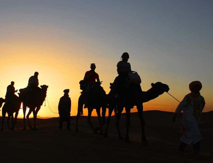 Dromadaire du Maroc : safari dans le désert !