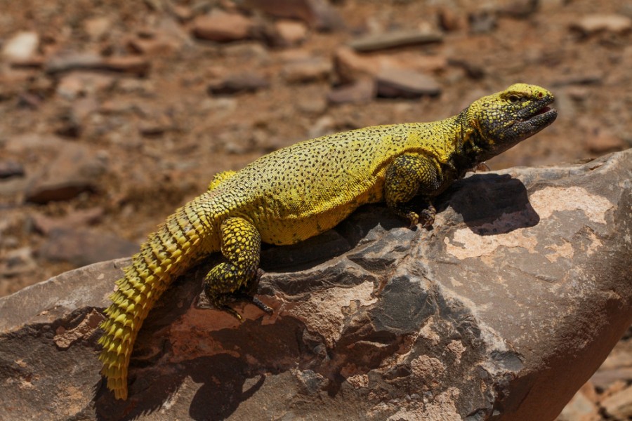 Découverte des animaux du Maroc à travers la faune marocaine