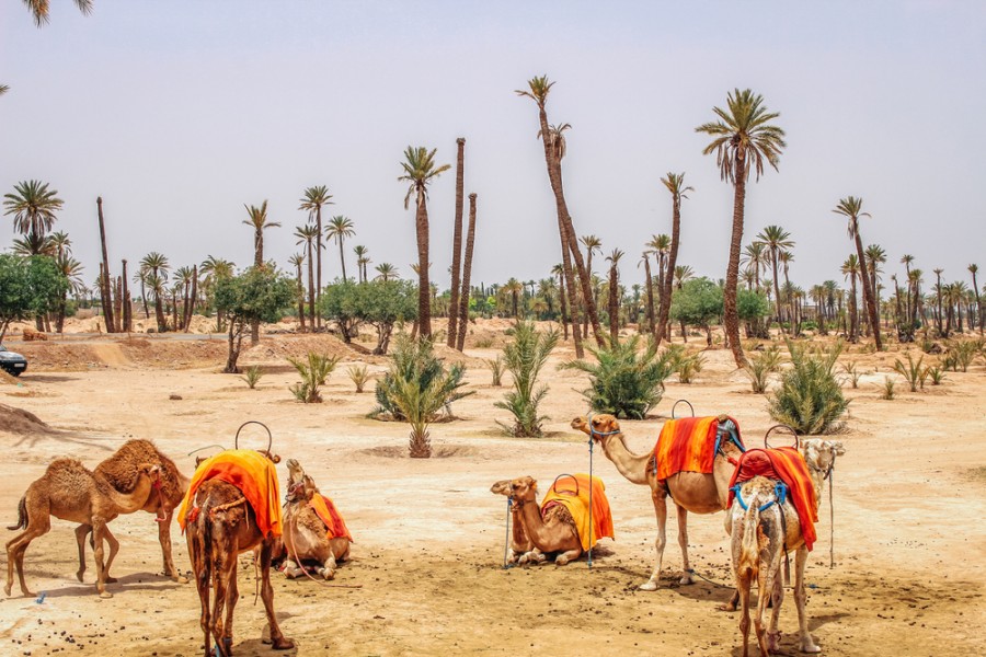 Découvrez le désert de Marrakech : un voyage inoubliable