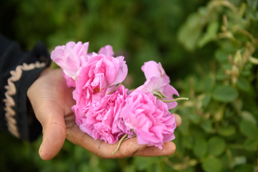 Rose du Maroc : découvrez le trésor marocain