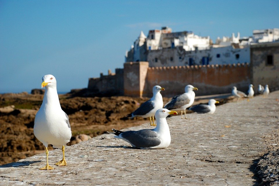 Quelle est la meilleure période pour voyager à Essaouira?