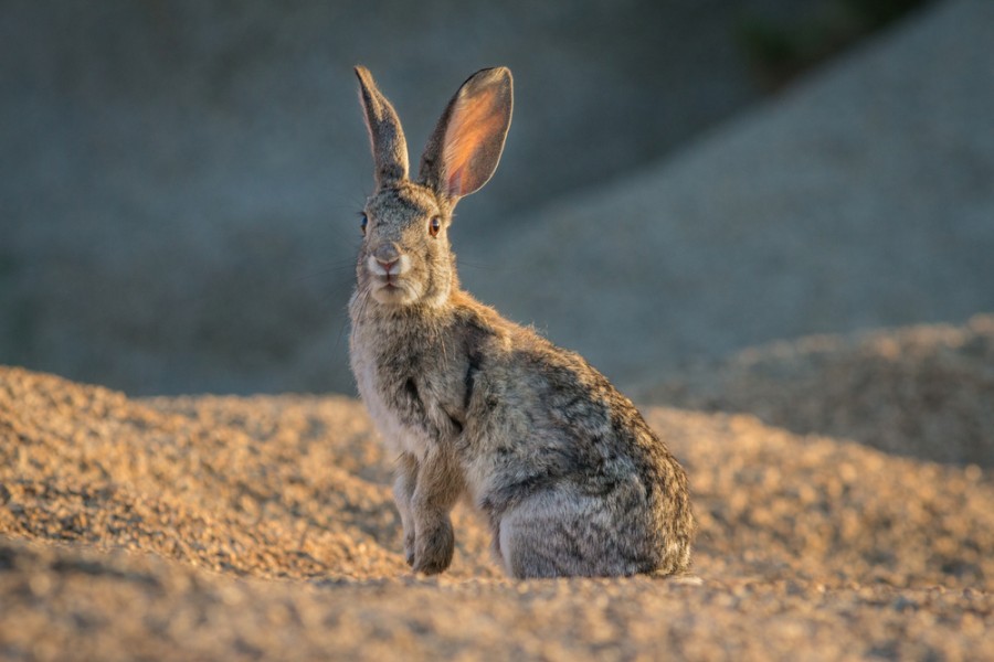 Quelle est la faune du Sahara ?