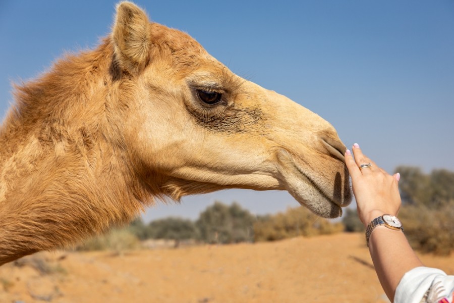 Quelles sont les différences entre les animaux du désert et ceux des autres écosystèmes ?