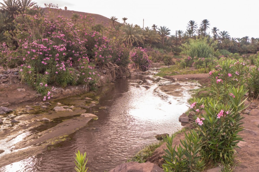La vallée des roses à Ouarzazate : un incontournable du Maroc